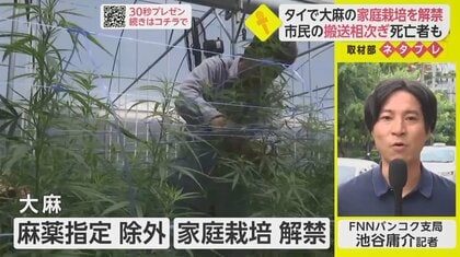 専門家は警鐘鳴らすも…タイで進む「大麻」の規制緩和【ネタプレ国際取材部】