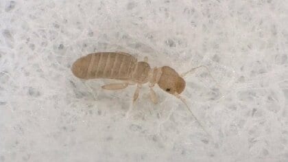 「チャタテムシ」が他の害虫をおびき寄せる要因に？食料や本に潜むことも…夏場に大量発生させないための予防対策