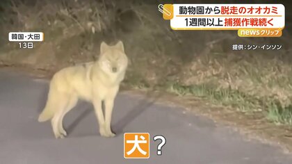 韓国の動物園からオオカミ脱走　1週間以上“捕獲作戦”続く　約1.8km先で目撃…包囲網を突破しドローン追跡続く