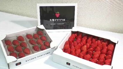「九電アグリラボ」設立　スマート農業の技術生かしたイチゴの生産・出荷・生産者サポートなど　通常11月出荷→9月可能に　「将来的にはイチゴ以外にも」　福岡