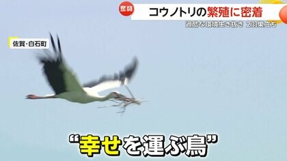 幸せを運ぶ鳥」コウノトリの繁殖に密着 過酷な環境生き抜き2羽巣立ち