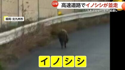えーうそでしょ！怖い！」高速道路にまさかのイノシシ…チョコチョコ