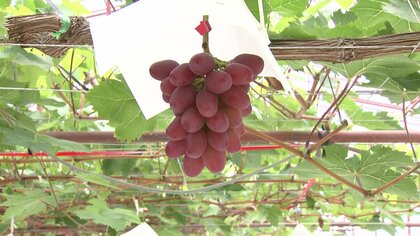 シャインマスカットより甘い真紅のブドウ「神紅」品質守るため生産者