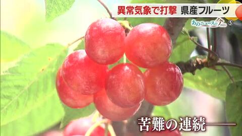 《あのニュースの今2025》フルーツ　高温少雨など異常気象で打撃の1年・高齢化で耕作放棄地増も　山形