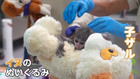 メキシコのパンチ君　母ザルが育児放棄　イヌのぬいぐるみにしがみつく…“本家”は最近“ぬいぐるみ離れ”も