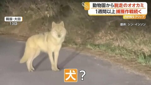 韓国の動物園からオオカミ脱走　1週間以上“捕獲作戦”続く　約1.8km先で目撃…包囲網を突破しドローン追跡続く