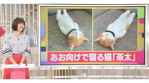 にゃんとも可愛い足がピーン 日本で発見 あお向けで寝る子猫 が中国でも大人気