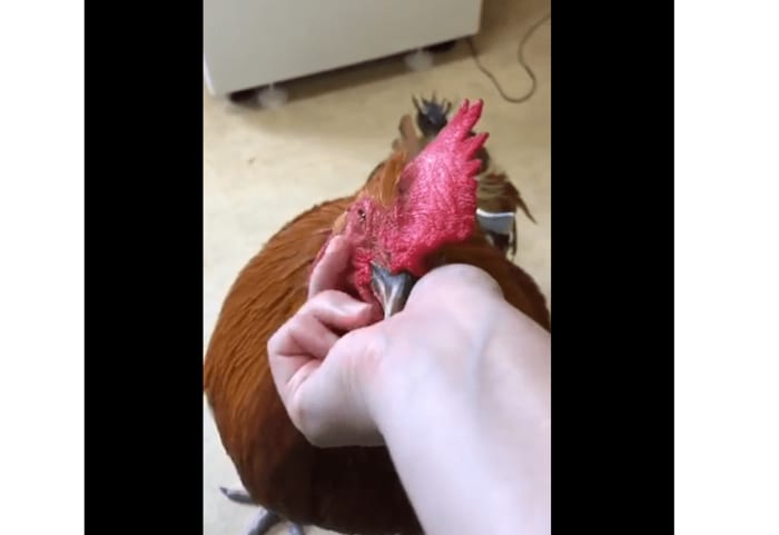 目を細めてウットリ顔のコッコちゃん