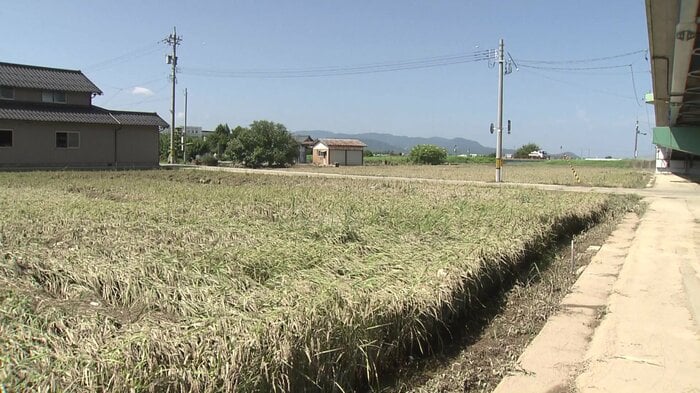 泥水に浸かった田んぼ…収穫目前だった
