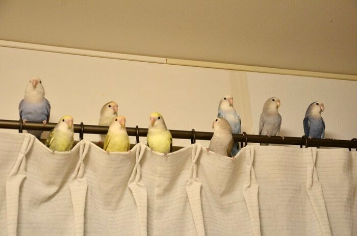 最近のコザクラインコ組の様子
