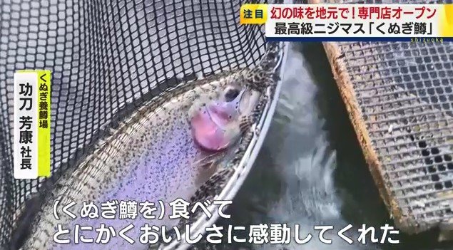 くぬぎ鱒