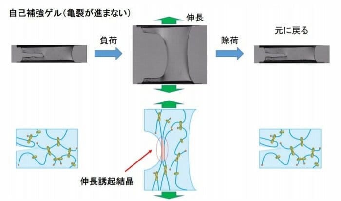 「自己補強ゲル」に切れ目を入れて繰り返し上下に大きく伸長しても、亀裂が進まない(提供:東京大学物性研究所・真弓皓一准教授)