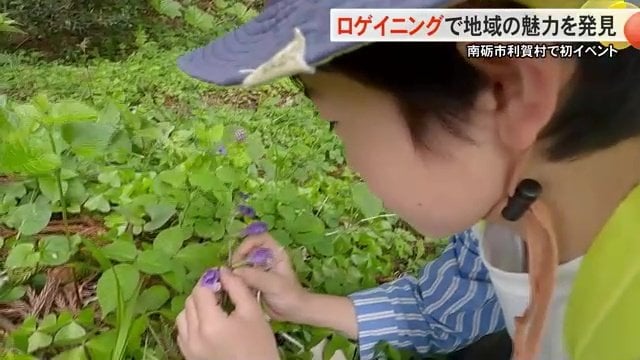 10ポイントの「ラショウモンカズラ」を発見