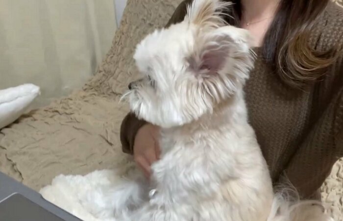 飼い主さんが手をおろしてなでなで。ぽんたくんもお座りして落ち着く