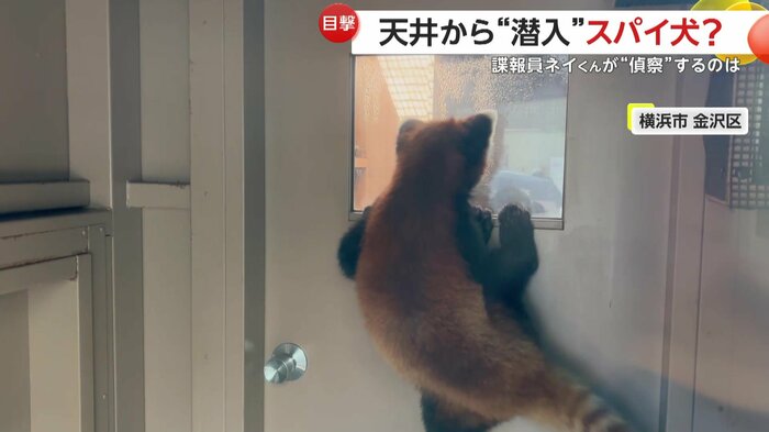 窓からすごい体制でのぞいていたネイくん(横浜・八景島シーパラダイス)