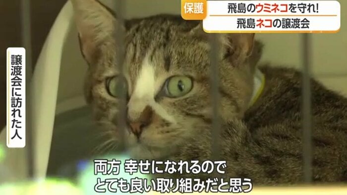ウミネコが生息する環境を守りつつ、飛島ネコの愛護も両立できる取り組みとの理解