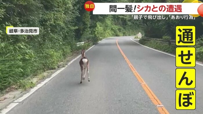 通せんぼをするようにふらふらと走る鹿(視聴者提供)
