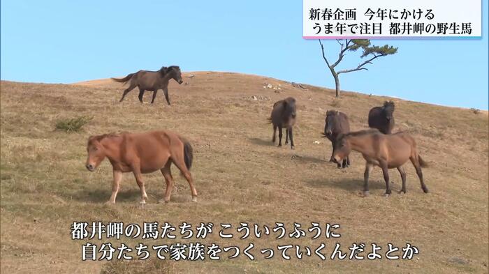 草原で家族を作り移動する御崎馬の群れ