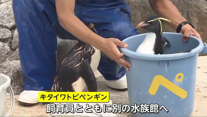ペンギンたちは飼育員ともに別の水族館へ