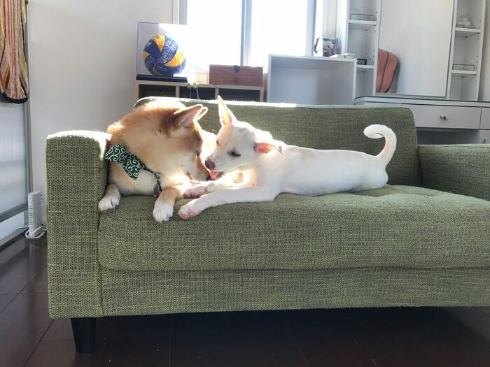 左:ハルちゃん 右:すずちゃん(提供:柴犬ハル&雑種すずさん)