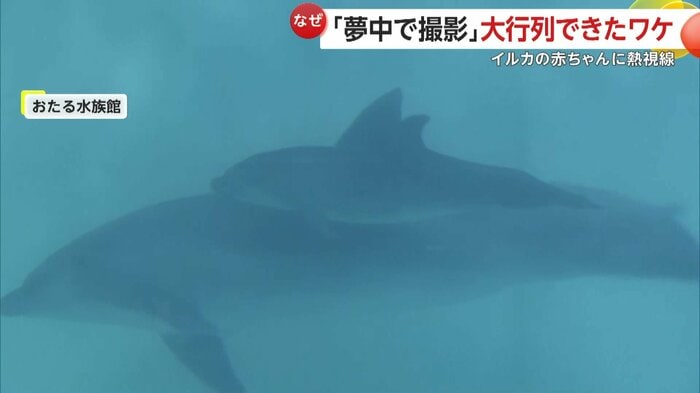 一般公開された赤ちゃんイルカ