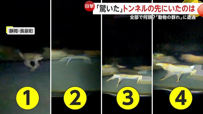 飛び出してきたシカ4頭（視聴者撮影）