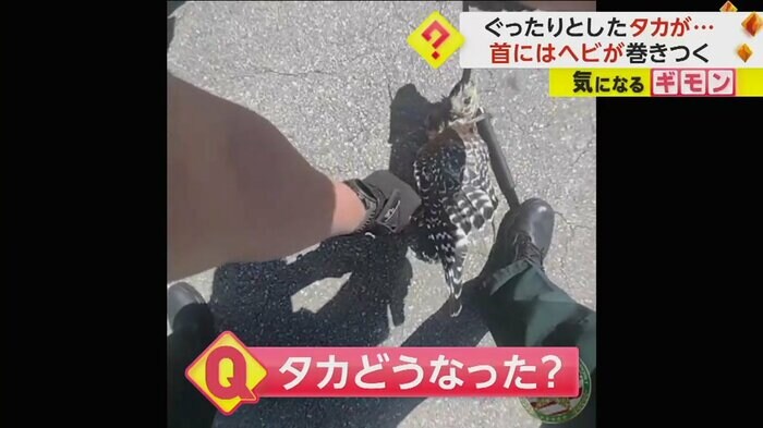 タカからヘビを引き離す警察官(Alachua County Sheriff)