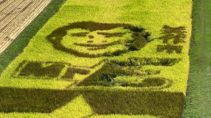 田んぼに描かれた矢沢さんの顔と「Mr・E」の文字