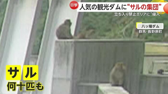 ダムの至る所に現われた「サル」(提供:国土交通省 利根川ダム統合管理事務所)