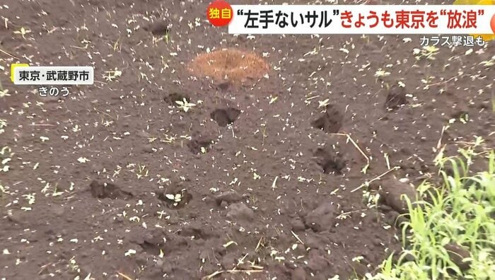 サルが目撃された近くの畑では、サルが残したと思われる足跡が