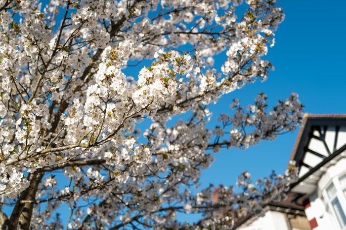 住宅街に佇む桜の木（2026年3月21日）