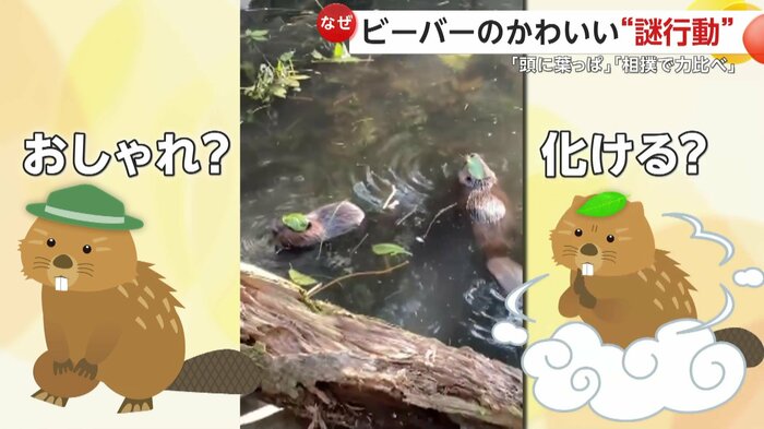 何故か2匹とも葉っぱを頭にのせているビーバー(提供:長崎バイオパーク)