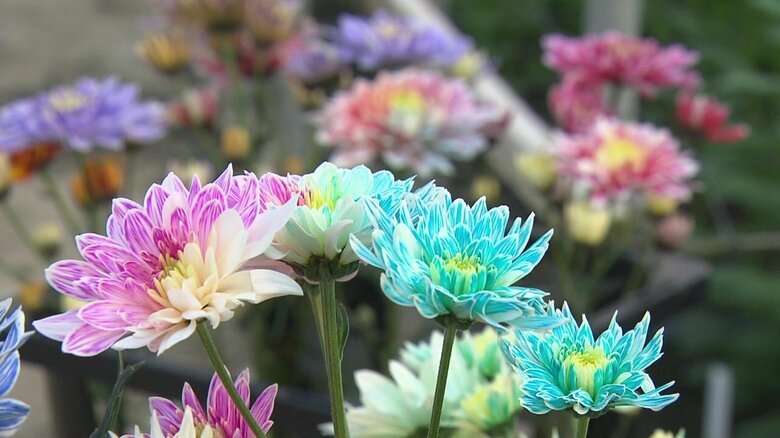 菊の花をカラフルに染め上げる「カラーリングマム」4割の規格外廃棄せず色鮮やかな新商品に 農家のビジネスアイデア｜FNNプライムオンライン