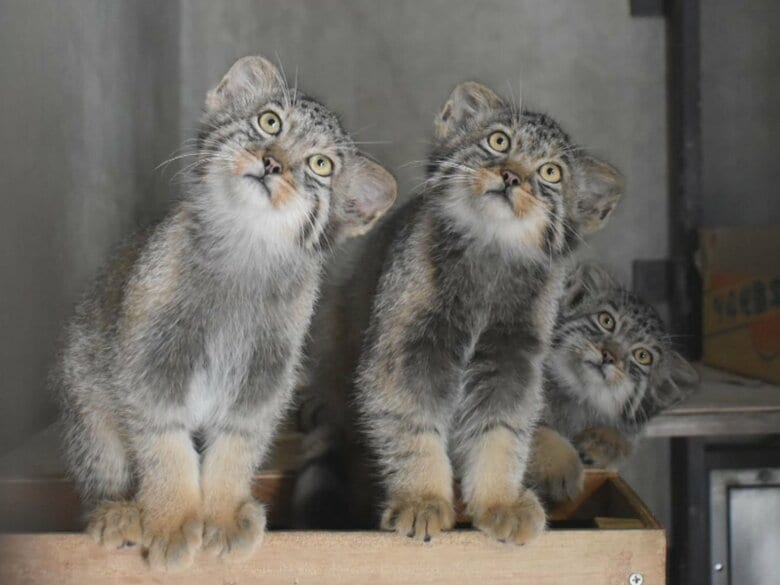 「ノブ・ヒデ・ヤス」です…名古屋・東山動植物園で生まれたマヌルネコの赤ちゃんの愛称決定「武将のように全国に」｜FNNプライムオンライン
