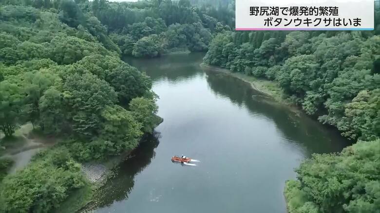 ”劇的撤去”　外来植物ボタンウキクサが爆発的に繁殖した野尻湖のいま　｜FNNプライムオンライン
