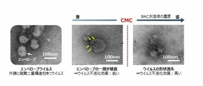界面活性剤「塩化ベンザルコニウム」のウイルス不活化メカニズムを解明