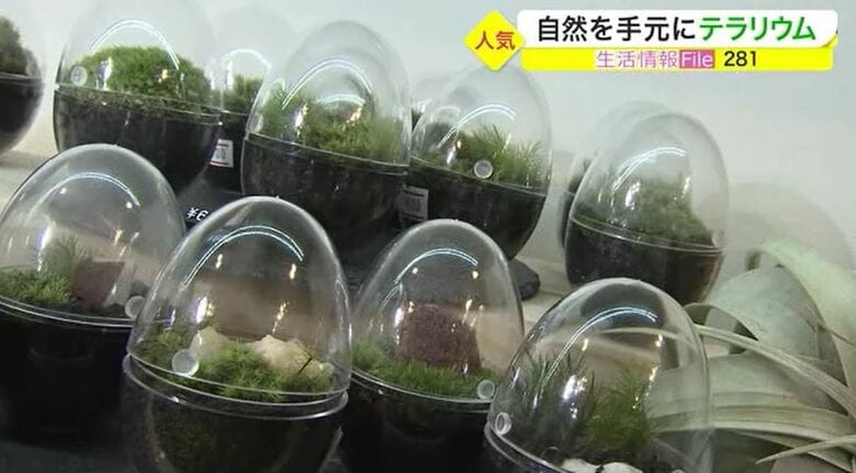 癒される！小さな緑の世界を仕事場や自宅で…ガラスの容器で植物栽培「テラリウム」｜FNNプライムオンライン