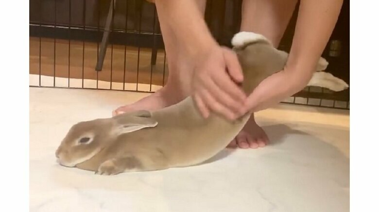 なでられてとろけた？されるがままの“うなぎみたい”なうさぎが可愛い…全く嫌がらないのか飼い主に聞いた｜FNNプライムオンライン
