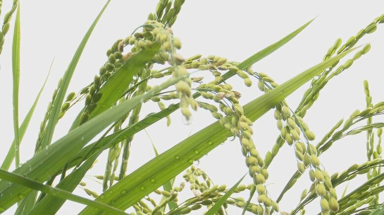 コメ増産に転換　生産者は「意欲向上に」と評価も…人出不足など課題多く「量はなかなか増えないんじゃないか」｜FNNプライムオンライン