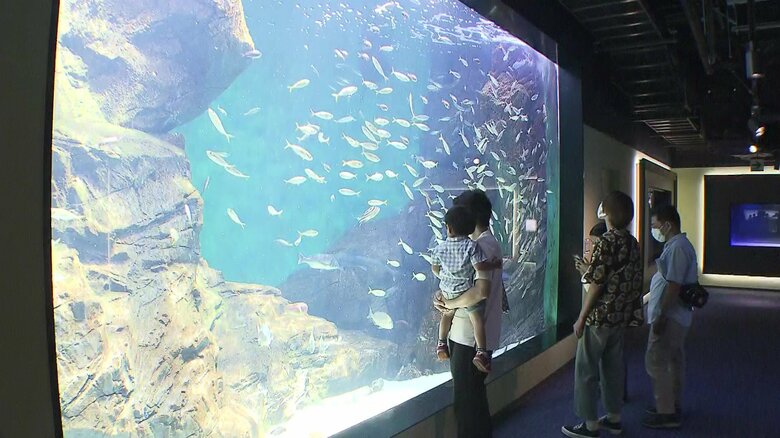 ダイナミックな水槽に工夫の凝らされた展示…「四国水族館」が目指す新しい水族館の未来｜FNNプライムオンライン