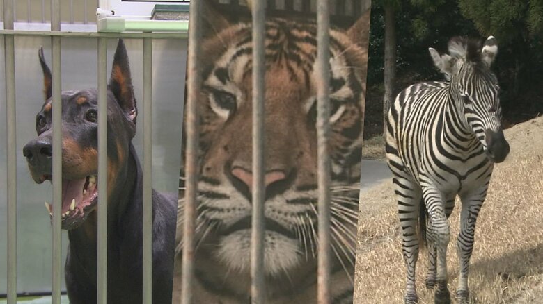 “トラ3頭”が檻から逃げたことも…出張動物園のペンギン生還で振り返る『過去の危険な動物脱走』各地で騒動に｜FNNプライムオンライン