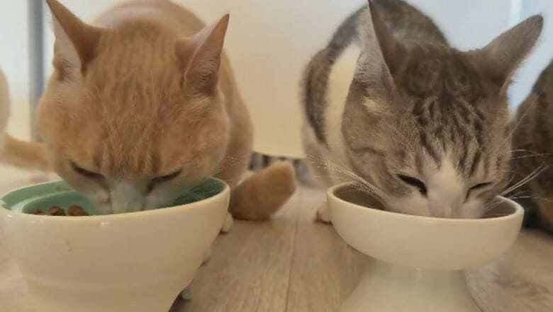 天皇ご一家に迎えられた保護猫の「美海（みみ）」　パリ五輪柔道金メダル・出口クリスタ選手を支える「4匹の保護猫」　一緒に過ごす“幸せな時間”が強さの源｜FNNプライムオンライン