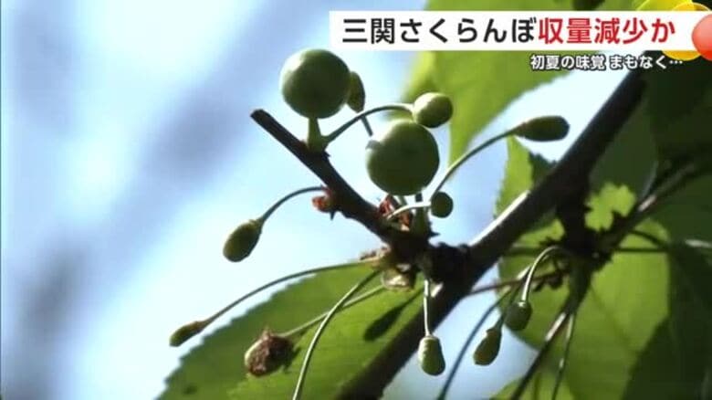 「三関さくらんぼ」今年は収量減少か？　開花時期の天候影響し実の付きが平年下回る　秋田・湯沢市｜FNNプライムオンライン