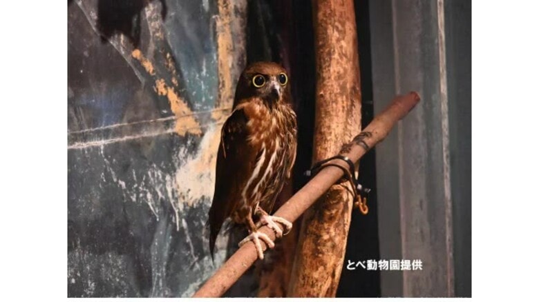 とべ動物園でアオバズク死ぬ　死因は心不全　松前で去年秋に保護され治療後展示「なれてきたのに」【愛媛】｜FNNプライムオンライン