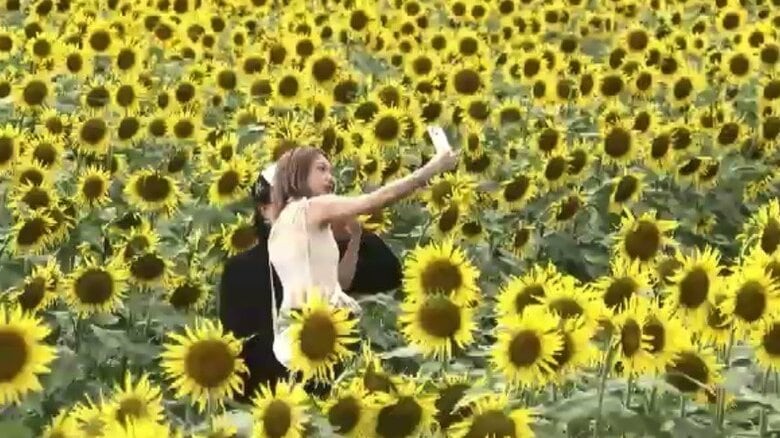 遅咲きのヒマワリが見ごろ　約16万本が鮮やかに咲く　一面に広がる“黄色のじゅうたん”　朝倉市「道の駅原鶴」で9月末まで　福岡｜FNNプライムオンライン
