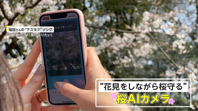 “桜の高齢化”問題に…木の健康状態がわかる”桜AIカメラ”で倒木を防ぐ【アスヨク】｜FNNプライムオンライン