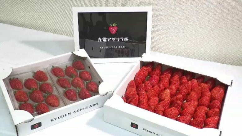 「九電アグリラボ」設立　スマート農業の技術生かしたイチゴの生産・出荷・生産者サポートなど　通常11月出荷→9月可能に　「将来的にはイチゴ以外にも」　福岡｜FNNプライムオンライン
