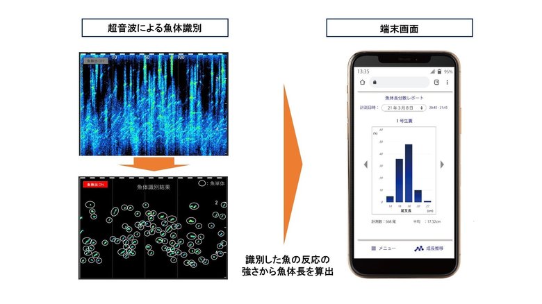 魚体長の測定と確認のイメージ(提供:ドコモ)