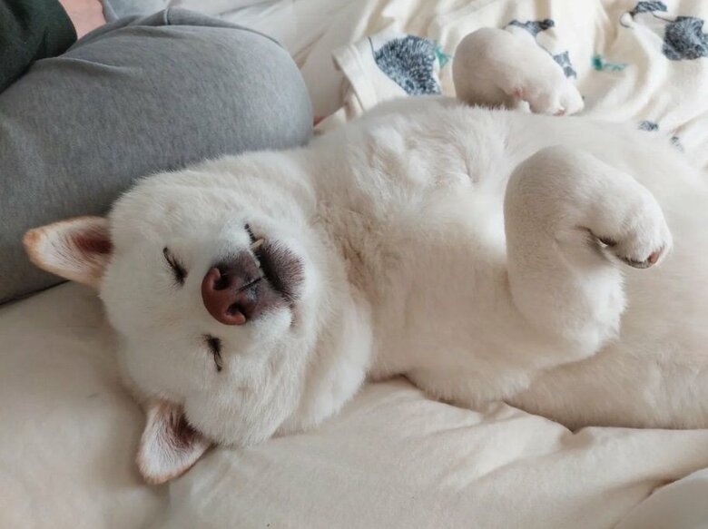 提供： kinako_kinakoさん