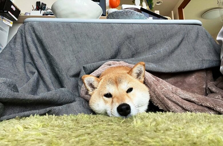 こたつでぬくぬく　わらびちゃん